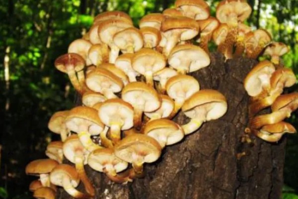 榛蘑的栽培方法，15度左右是子实体生长最适温度