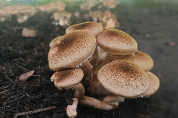 榛蘑的栽培方法，15度左右是子实体生长最适温度