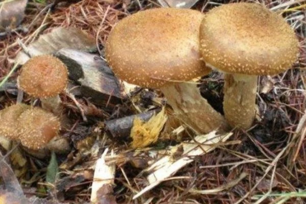 榛蘑的栽培方法，15度左右是子实体生长最适温度