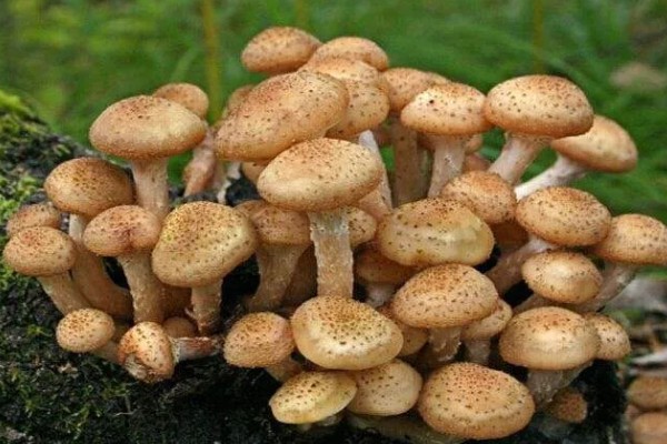 榛蘑的栽培方法，15度左右是子实体生长最适温度