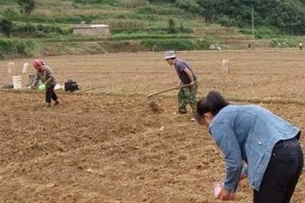 木耳菜的种植时间，南方地区春秋冬三季均可播种