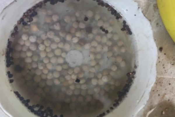 木耳菜的种植时间，南方地区春秋冬三季均可播种