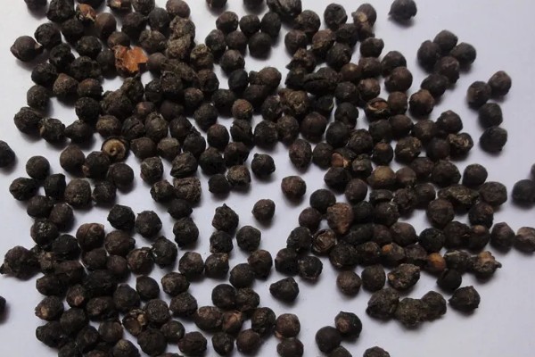 木耳菜的种植时间，南方地区春秋冬三季均可播种