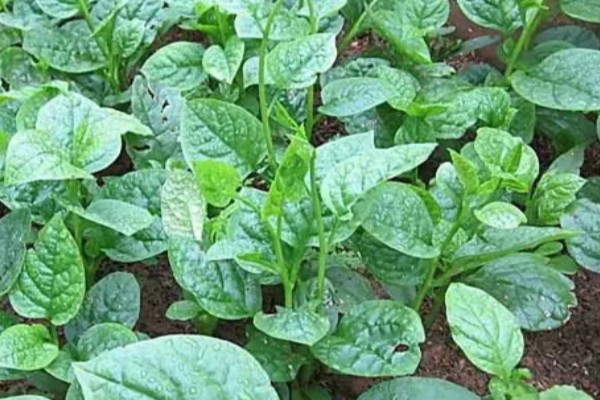 木耳菜的种植时间，南方地区春秋冬三季均可播种