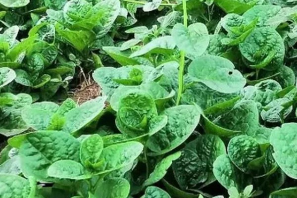 木耳菜的种植时间，南方地区春秋冬三季均可播种