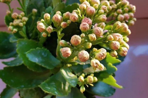 长寿花不开放的原因,温度不适、缺少阳光都会引起