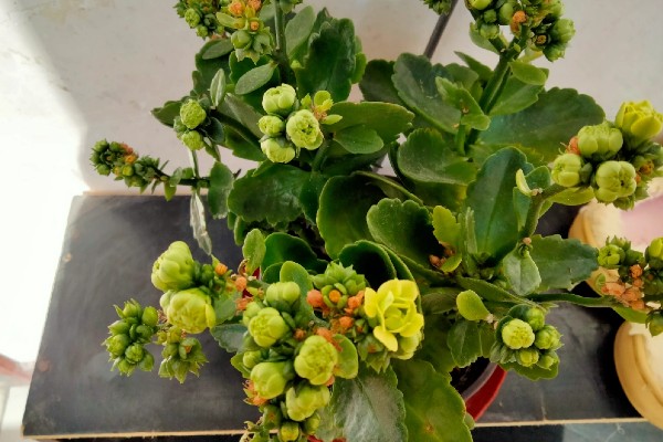 长寿花不开放的原因,温度不适、缺少阳光都会引起