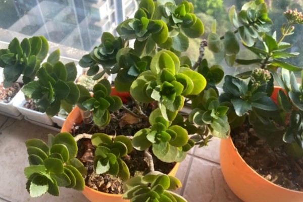 长寿花不开放的原因,温度不适、缺少阳光都会引起