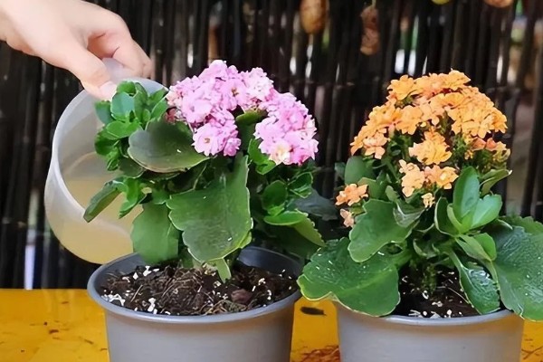 长寿花不开放的原因,温度不适、缺少阳光都会引起