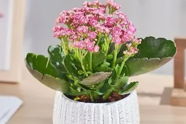 长寿花不开放的原因,温度不适、缺少阳光都会引起