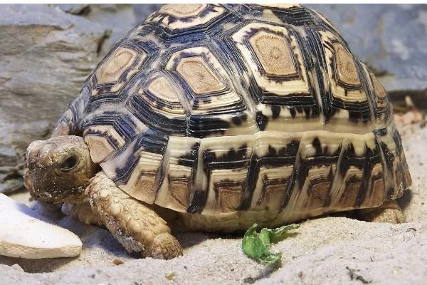 陆龟和水龟的区别，外形、食性、栖息环境等方面都不同