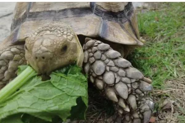 陆龟和水龟的区别，外形、食性、栖息环境等方面都不同