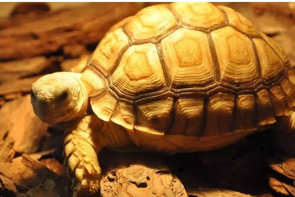 陆龟和水龟的区别，外形、食性、栖息环境等方面都不同