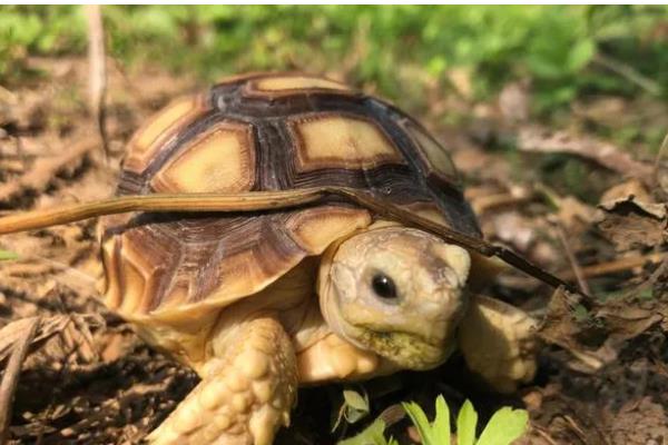 陆龟和水龟的区别，外形、食性、栖息环境等方面都不同