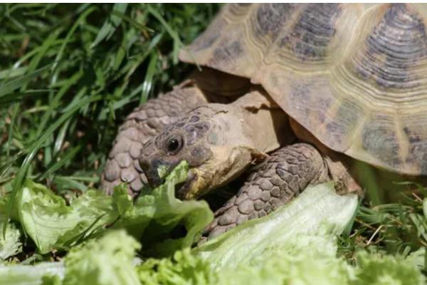 陆龟和水龟的区别，外形、食性、栖息环境等方面都不同