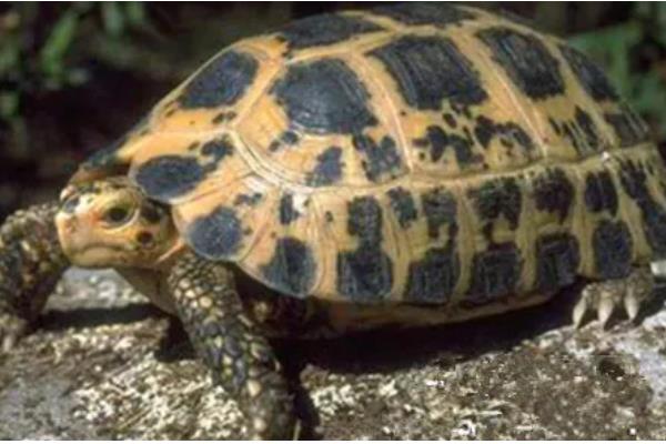 陆龟和水龟的区别，外形、食性、栖息环境等方面都不同