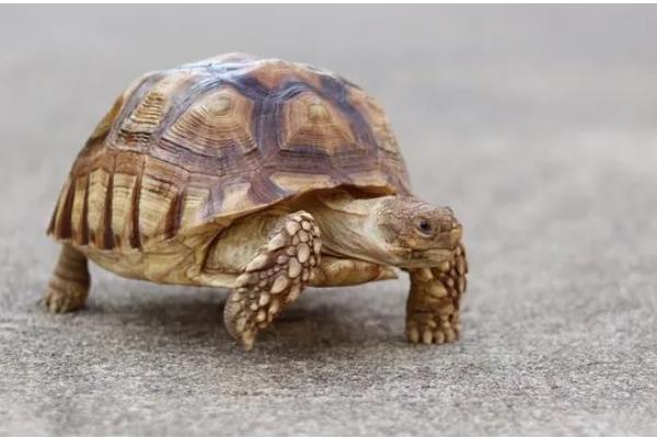 陆龟和水龟的区别，外形、食性、栖息环境等方面都不同