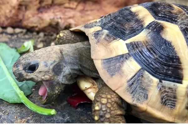 陆龟和水龟的区别，外形、食性、栖息环境等方面都不同