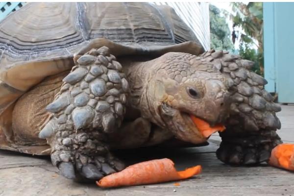 陆龟和水龟的区别，外形、食性、栖息环境等方面都不同