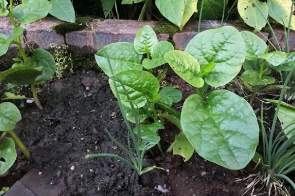 木耳菜的种植时间，南方地区春秋冬三季均可播种