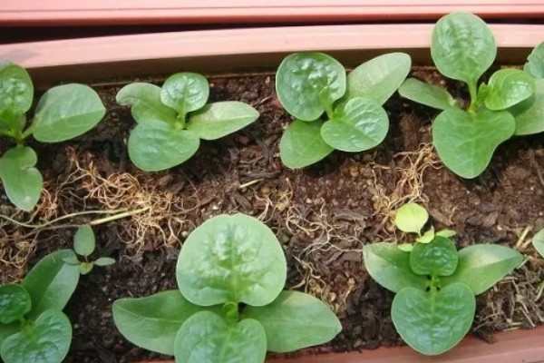 木耳菜的种植时间，南方地区春秋冬三季均可播种