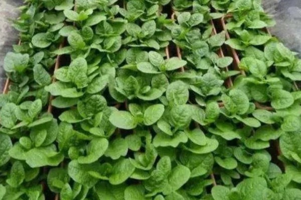 木耳菜的种植时间，南方地区春秋冬三季均可播种