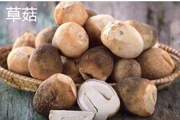 蘑菇的保存期，常温环境下只能保存2-3天左右