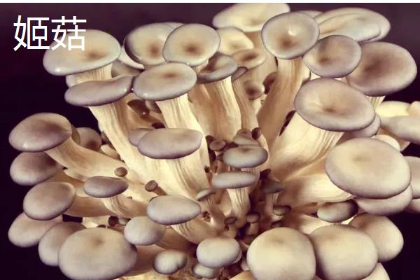 蘑菇的保存期，常温环境下只能保存2-3天左右