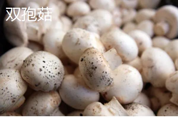 蘑菇的保存期，常温环境下只能保存2-3天左右