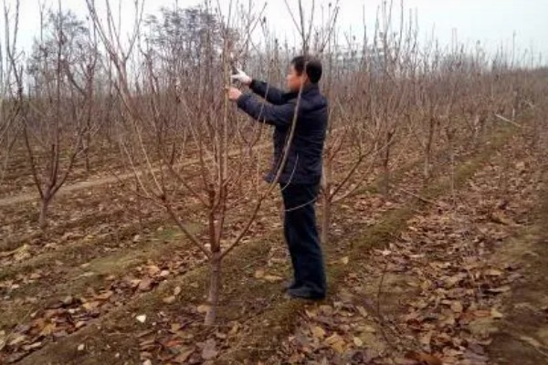 樱桃树苗怎么种植，要选择产量较高且适应性强的品种