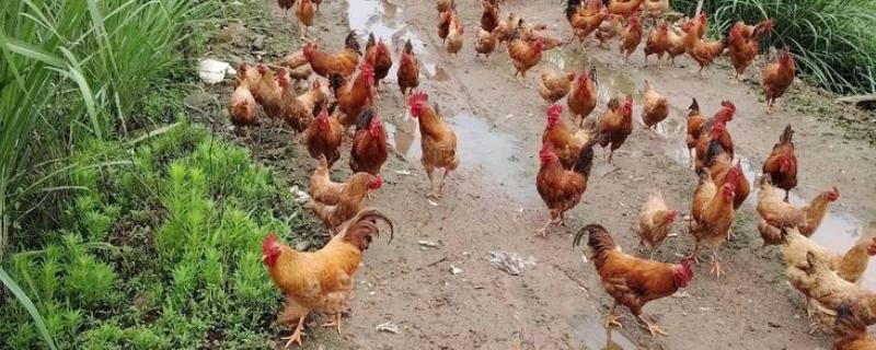 哪些农村土产品受欢迎，土鸡、土蜂蜜、土猪肉深受消费者青睐