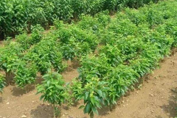 樱桃树苗怎么种植，要选择产量较高且适应性强的品种