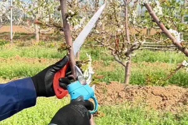 樱桃树苗怎么种植，要选择产量较高且适应性强的品种