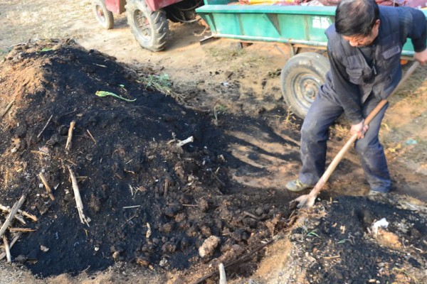 樱桃树苗怎么种植，要选择产量较高且适应性强的品种