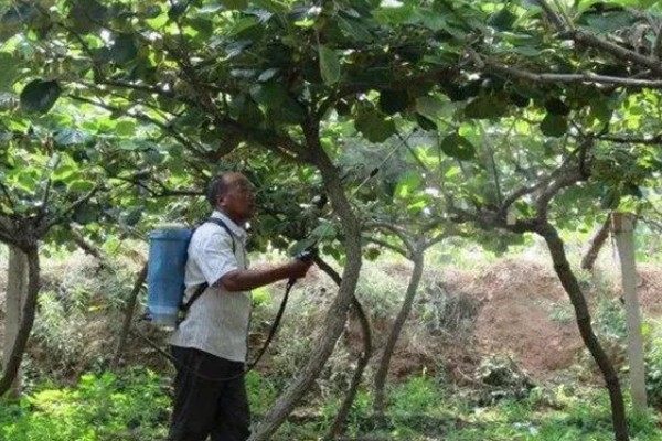 猕猴桃叶子发黄怎么办，缺铁可以喷施硫酸亚铁溶液