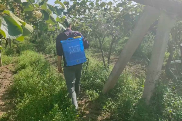 猕猴桃叶子发黄怎么办，缺铁可以喷施硫酸亚铁溶液