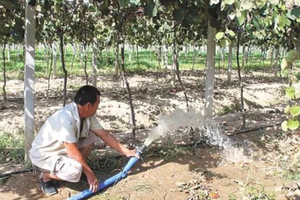 猕猴桃叶子发黄怎么办，缺铁可以喷施硫酸亚铁溶液