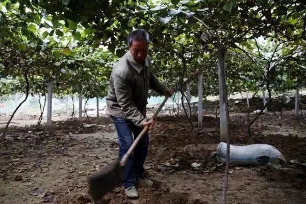 猕猴桃叶子发黄怎么办，缺铁可以喷施硫酸亚铁溶液