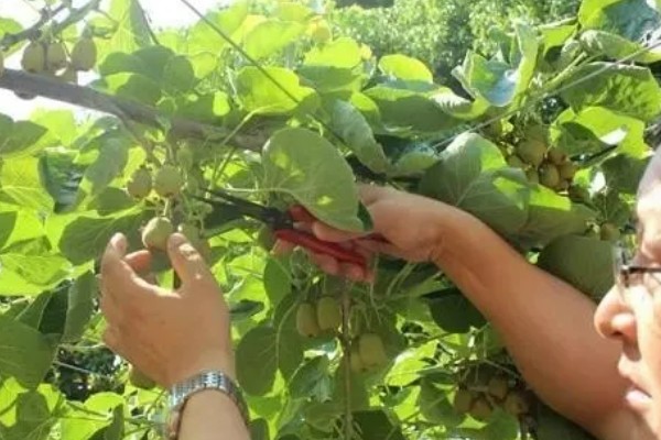 猕猴桃叶子发黄怎么办，缺铁可以喷施硫酸亚铁溶液