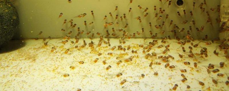 燕鱼卵孵化所需时间，环境舒适仅需2天左右