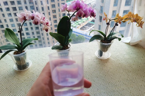 蝴蝶兰为什么根部发黄，常见过度浇水、温度不适等原因