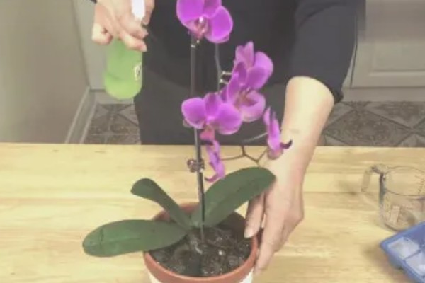 蝴蝶兰为什么根部发黄，常见过度浇水、温度不适等原因