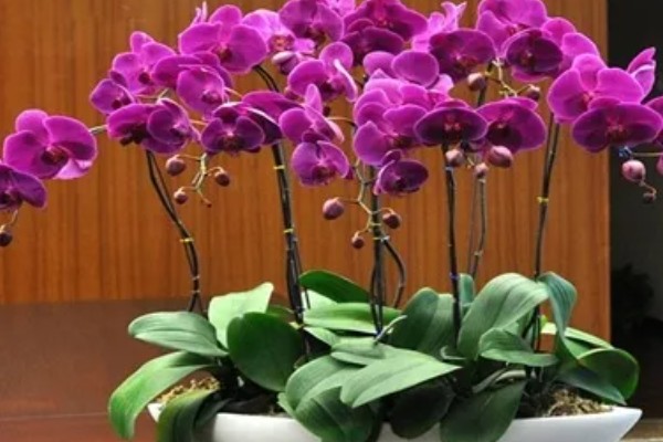 蝴蝶兰为什么根部发黄，常见过度浇水、温度不适等原因