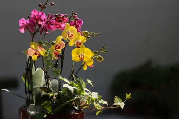 蝴蝶兰为什么根部发黄，常见过度浇水、温度不适等原因