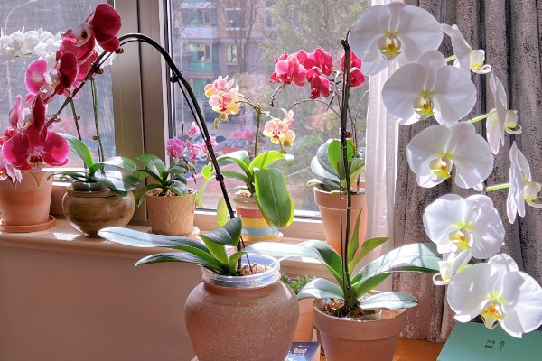 蝴蝶兰为什么根部发黄，常见过度浇水、温度不适等原因