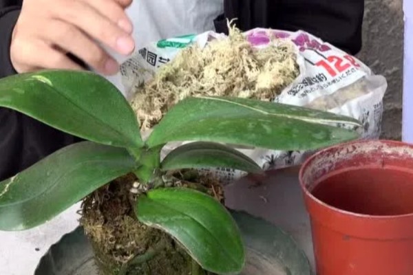 蝴蝶兰为什么根部发黄，常见过度浇水、温度不适等原因