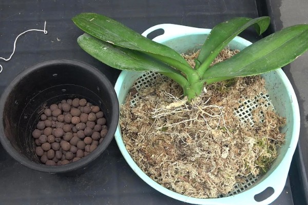 蝴蝶兰为什么根部发黄，常见过度浇水、温度不适等原因