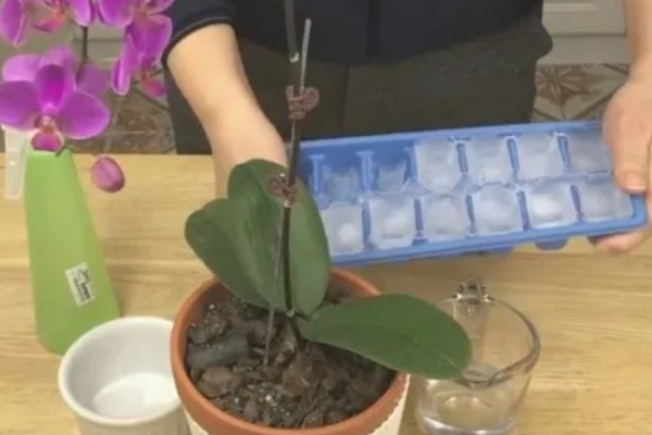 蝴蝶兰为什么根部发黄，常见过度浇水、温度不适等原因