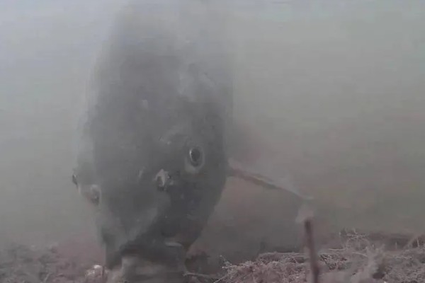 顿口的形成原因，浮漂产生的浮力和重力不平衡