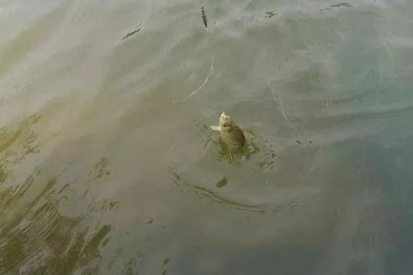 顿口的形成原因，浮漂产生的浮力和重力不平衡